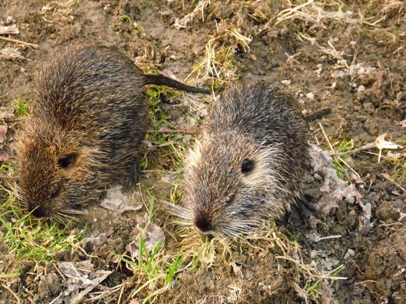 Vita da Nutria....